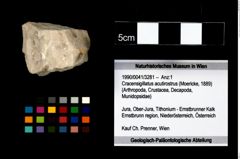 Foto (Objekt + Etikett) von Cracensigillatus acutirostrus (Moericke, 1889)  (NHMW-GEO-1990-0041-3281)